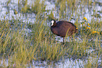 Eurasian black coot
