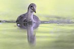 Eurasian black coot