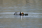 black coot
