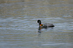 black coot