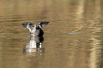black coot