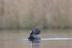 black coot