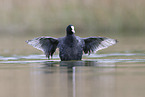 black coot