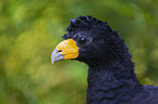 black curassow