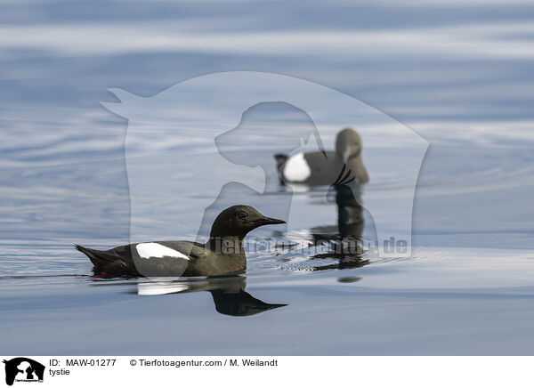 Gryllteiste / tystie / MAW-01277