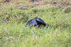 Black Heron