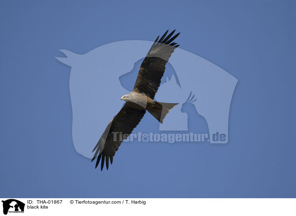 Schwarzmilan / black kite / THA-01867