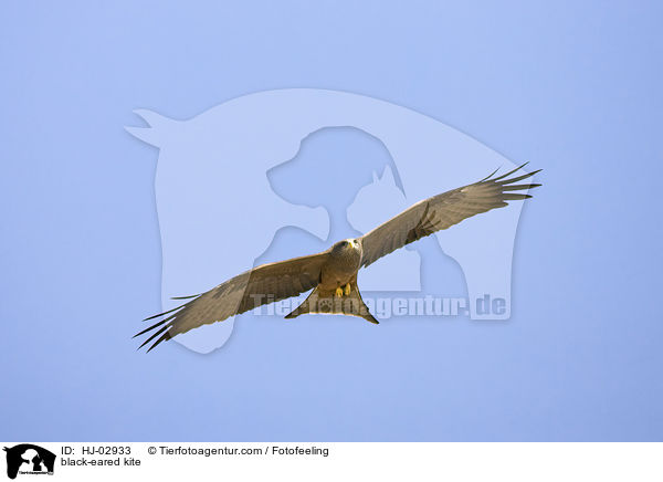 black-eared kite / HJ-02933