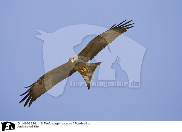 black-eared kite / HJ-02934