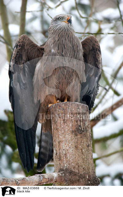 Schwarzmilan / black kite / MAZ-03668