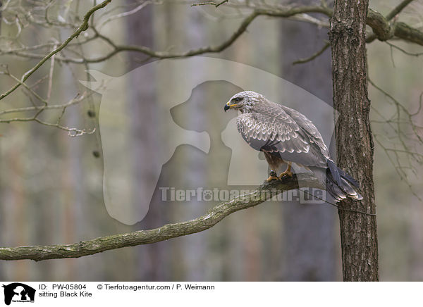 sitting Black Kite / PW-05804