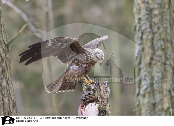 sitzender Schwarzmilan / sitting Black Kite / PW-05818