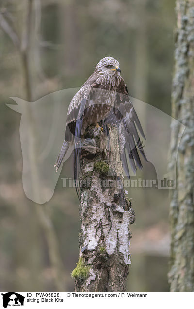 sitzender Schwarzmilan / sitting Black Kite / PW-05828