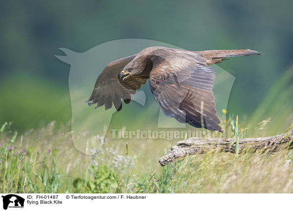 fliegender Schwarzmilan / flying Black Kite / FH-01487