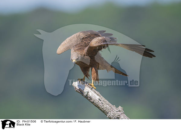 Schwarzmilan / Black Kite / FH-01506