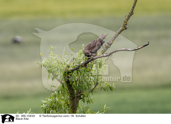 Black Kite / WS-10830