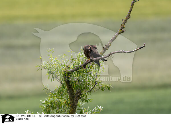 Black Kite / WS-10831