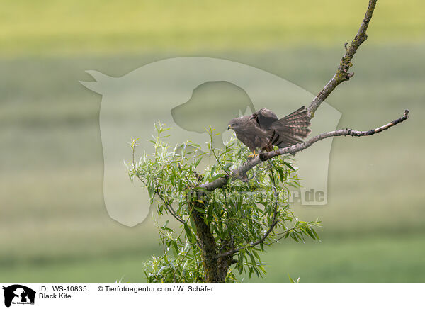 Black Kite / WS-10835