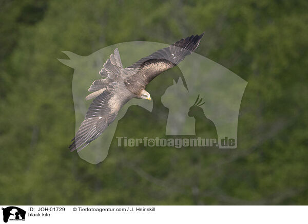 Schwarzmilan / black kite / JOH-01729