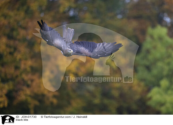 black kite / JOH-01730