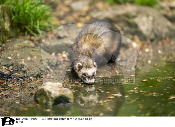 Frettchen / ferret / DMS-14609