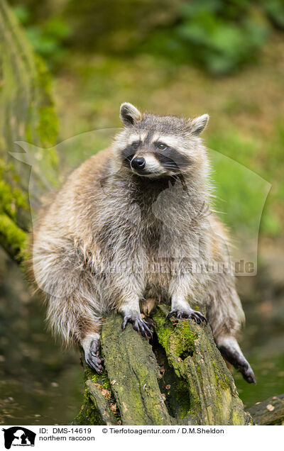 northern raccoon / DMS-14619