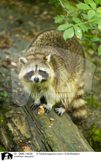Waschbr / northern raccoon / DMS-14628