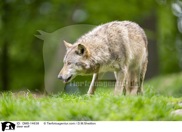 Timberwolf / deer wolf / DMS-14638