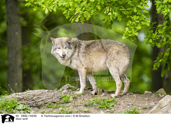 Timberwolf / deer wolf / DMS-14646