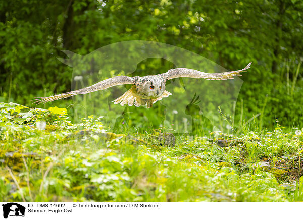 Sibirischer Uhu / Siberian Eagle Owl / DMS-14692