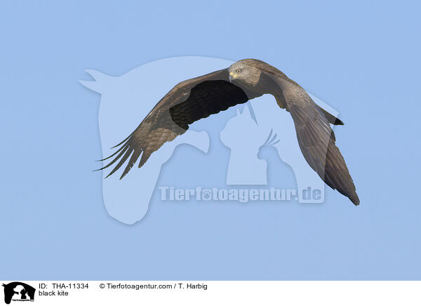 Schwarzmilan / black kite / THA-11334