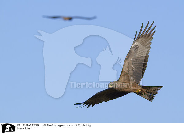 Schwarzmilan / black kite / THA-11336