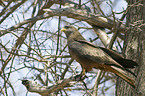 black-eared kite
