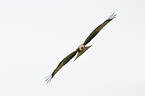 black-eared kite