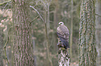 sitting Black Kite