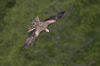 black kite