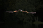 black kite