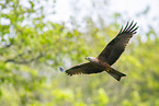 black kite