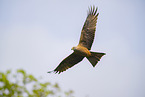 black kite