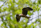 black kite