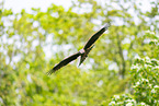 black kite