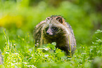 raccoon dog
