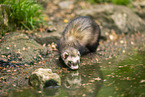 ferret