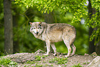 deer wolf