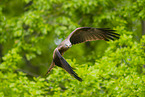 black kite