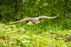 Siberian Eagle Owl