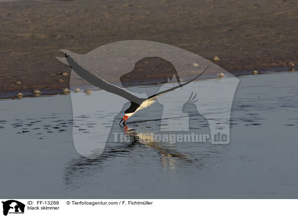 Amerikanischer Scherenschnabel / black skimmer / FF-13288