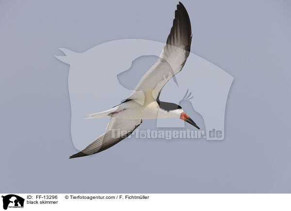 Amerikanischer Scherenschnabel / black skimmer / FF-13296