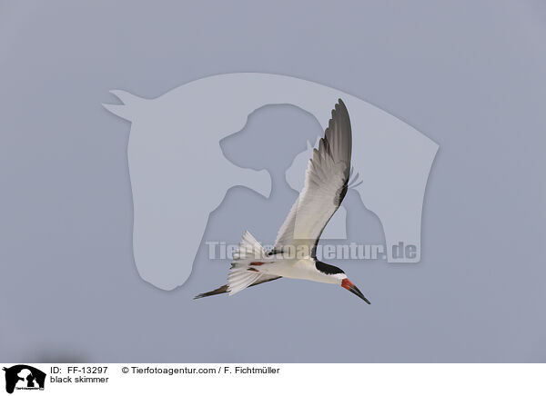 Amerikanischer Scherenschnabel / black skimmer / FF-13297