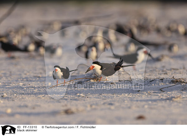Amerikanischer Scherenschnabel / black skimmer / FF-13310